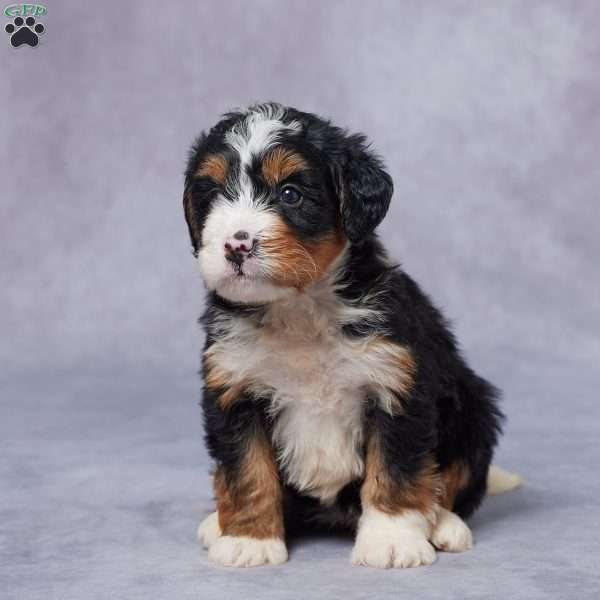 Lily, Mini Bernedoodle Puppy